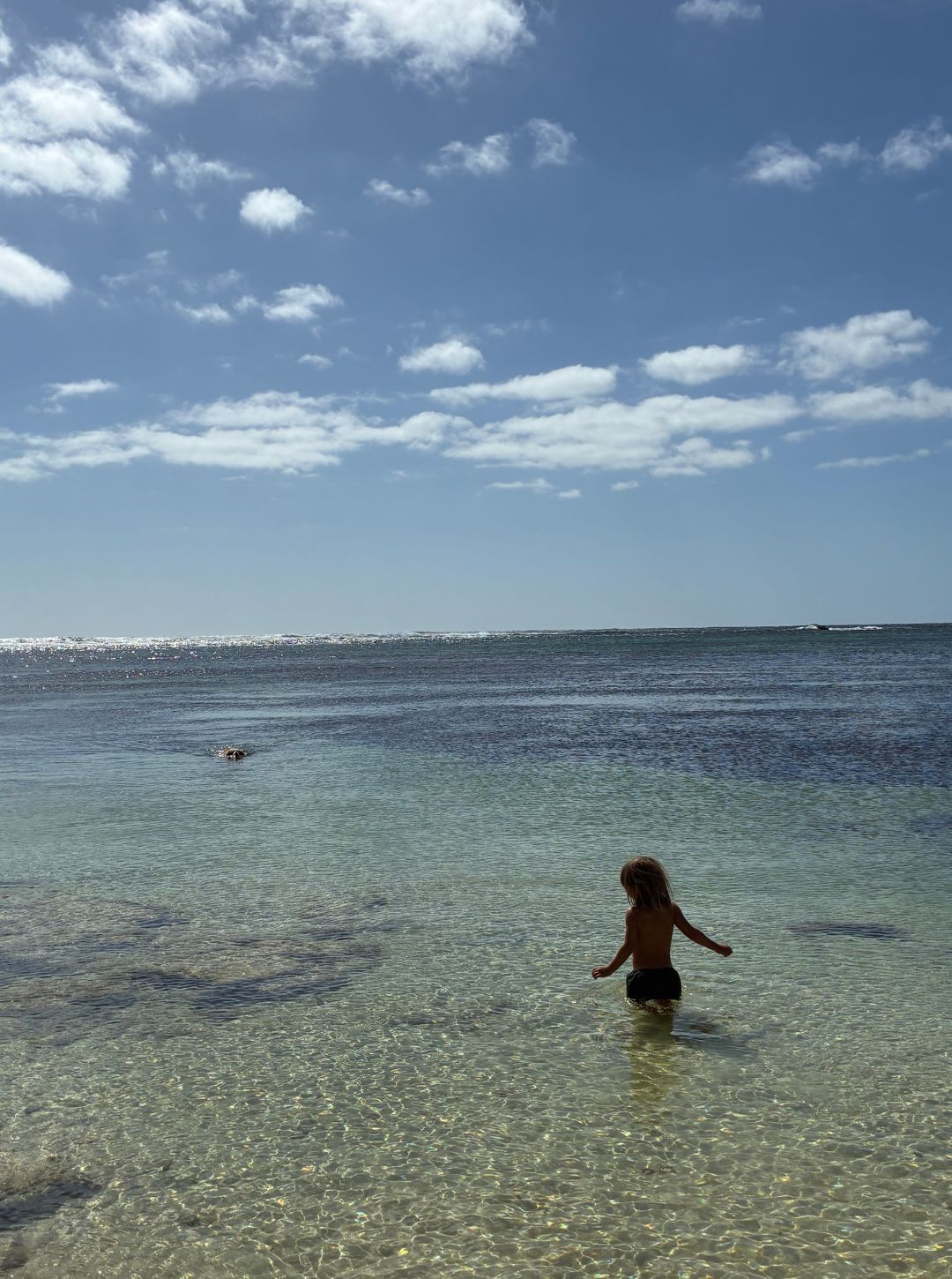 monkey swim shorts | forest green